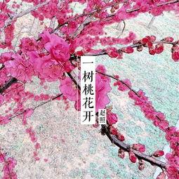 一树桃花开,春意盎然
